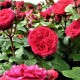 Trandafir floribund Red Leonardo RN
